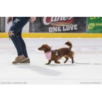 Stars Wiener Dog Race Set for Tomorrow Night