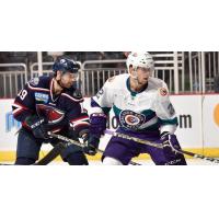 Solar Bears