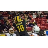 Wide Receiver Tyron Laughinghouse with the Wichita Falls Nighthawks