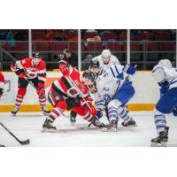 Ottawa 67's face off against the Mississauga Steelheads