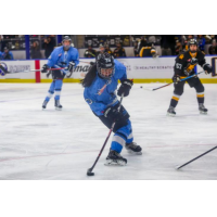 Buffalo Beauts in action