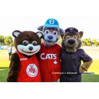 Santa Bear (left), Victoria HarbourCats mascot Harvey and Ace (right)