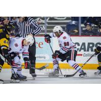 Niagara IceDogs defenceman Elijah Roberts vs. the Hamilton Bulldogs